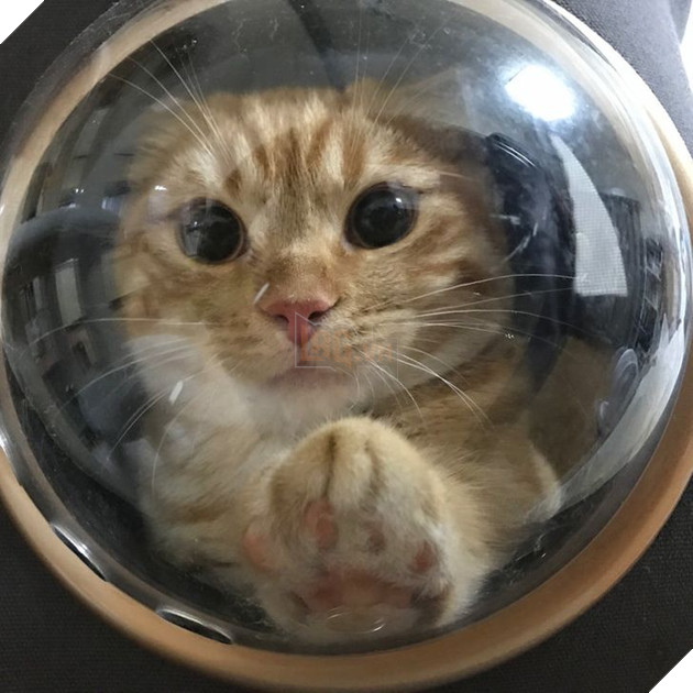 22 hình ảnh về những chú mèo có khả năng khiến bạn rơi vào lưới tình và mãi mãi yêu thương chúng 13