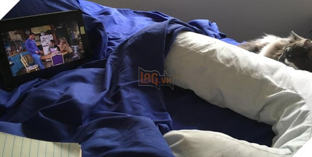 22 hình ảnh về những chú mèo có khả năng khiến bạn rơi vào lưới tình và mãi mãi yêu thương chúng 14