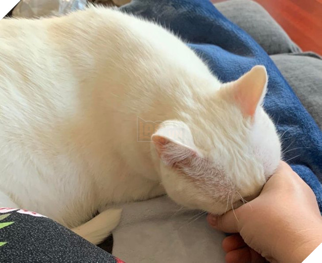 22 hình ảnh về những chú mèo có khả năng khiến bạn rơi vào lưới tình và mãi mãi yêu thương chúng 15