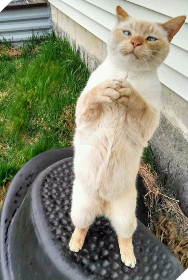 22 hình ảnh về những chú mèo có khả năng khiến bạn rơi vào lưới tình và mãi mãi yêu thương chúng 17