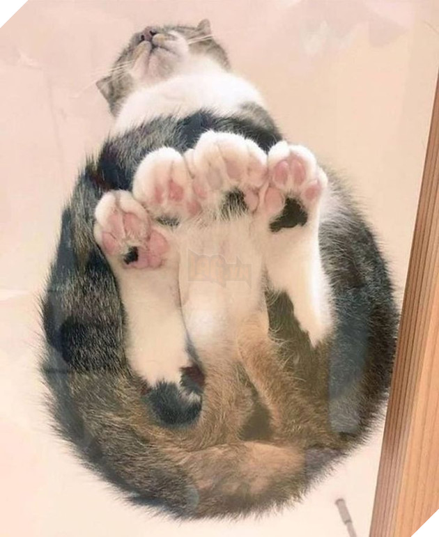 22 hình ảnh về những chú mèo có khả năng khiến bạn rơi vào lưới tình và mãi mãi yêu thương chúng 19