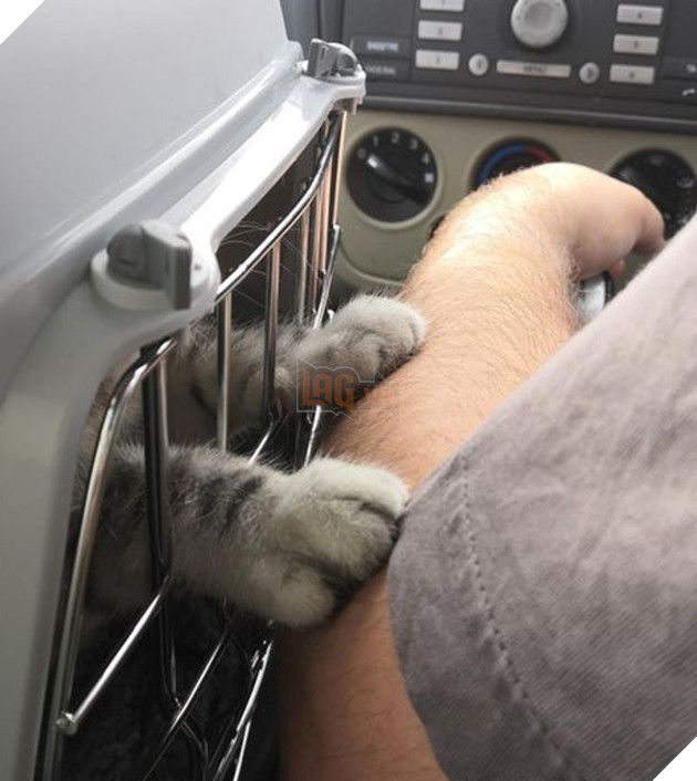 22 hình ảnh về những chú mèo có khả năng khiến bạn rơi vào lưới tình và mãi mãi yêu thương chúng 2