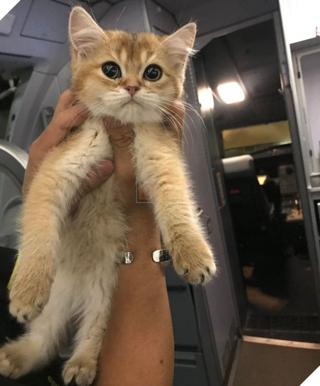 22 hình ảnh về những chú mèo có khả năng khiến bạn rơi vào lưới tình và mãi mãi yêu thương chúng 20