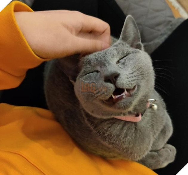 22 hình ảnh về những chú mèo có khả năng khiến bạn rơi vào lưới tình và mãi mãi yêu thương chúng 21