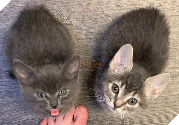 22 hình ảnh về những chú mèo có khả năng khiến bạn rơi vào lưới tình và mãi mãi yêu thương chúng 22