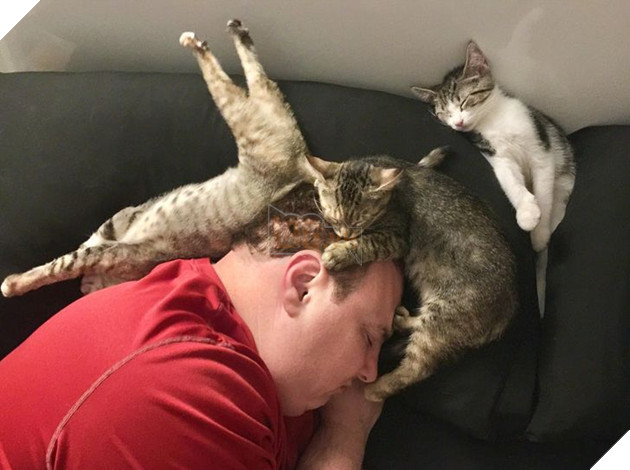 22 hình ảnh về những chú mèo có khả năng khiến bạn rơi vào lưới tình và mãi mãi yêu thương chúng 4