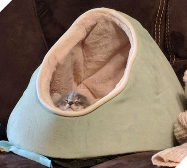 22 hình ảnh về những chú mèo có khả năng khiến bạn rơi vào lưới tình và mãi mãi yêu thương chúng 6