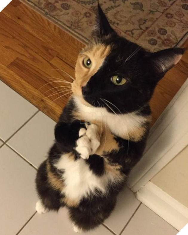 22 hình ảnh về những chú mèo có khả năng khiến bạn rơi vào lưới tình và mãi mãi yêu thương chúng 7