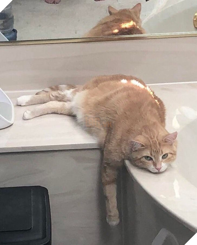 22 hình ảnh về những chú mèo có khả năng khiến bạn rơi vào lưới tình và mãi mãi yêu thương chúng 9