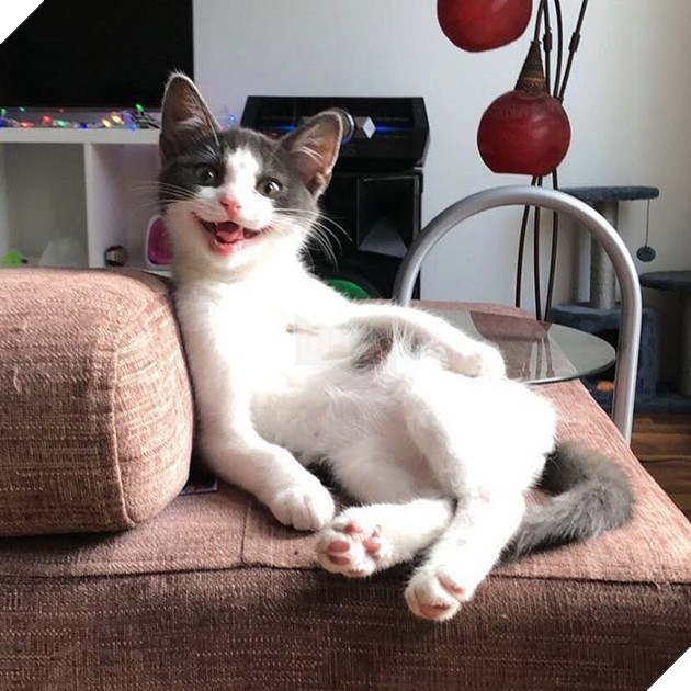 22 hình ảnh về những chú mèo có khả năng khiến bạn rơi vào lưới tình và mãi mãi yêu thương chúng 3