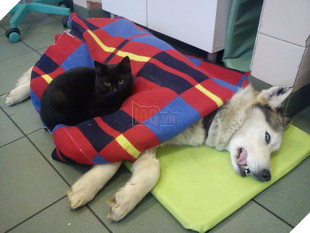 Chú mèo trả ơn cứu mạng bằng cách trở thành ý tá cực dễ thương để giúp đỡ các con vật khác 8