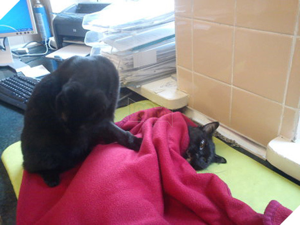 Chú mèo trả ơn cứu mạng bằng cách trở thành ý tá cực dễ thương để giúp đỡ các con vật khác 6