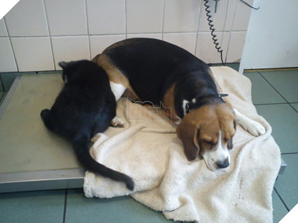 Chú mèo trả ơn cứu mạng bằng cách trở thành ý tá cực dễ thương để giúp đỡ các con vật khác 7