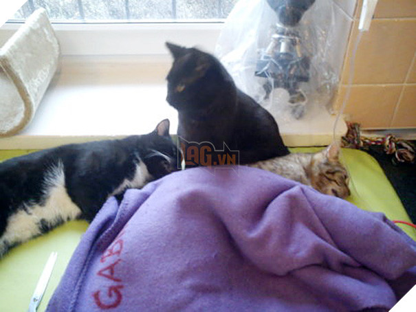 Chú mèo trả ơn cứu mạng bằng cách trở thành ý tá cực dễ thương để giúp đỡ các con vật khác 5