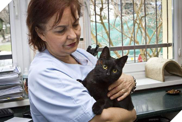 Chú mèo trả ơn cứu mạng bằng cách trở thành ý tá cực dễ thương để giúp đỡ các con vật khác 2