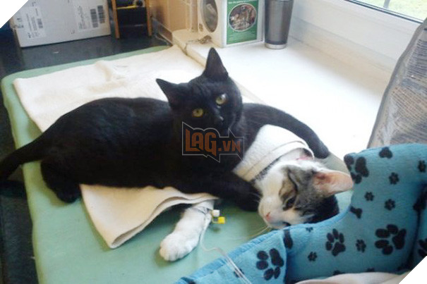 Chú mèo trả ơn cứu mạng bằng cách trở thành ý tá cực dễ thương để giúp đỡ các con vật khác 4