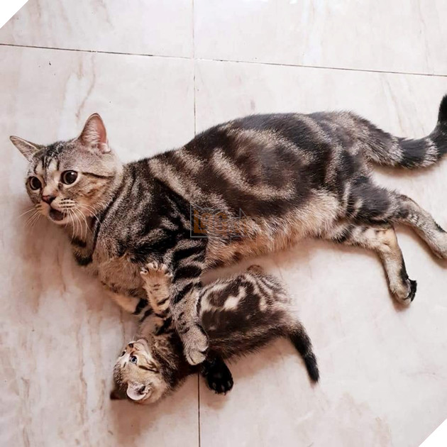 Tổng hợp những hình ảnh yêu thương tình mẹ con giữa các loài động vật khiến bạn cảm thấy ấm lòng 21