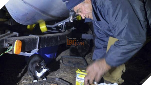 Ấm lòng người cựu chiến binh chăm sóc lũ mèo hoang suốt hơn 2 thập kỷ 5