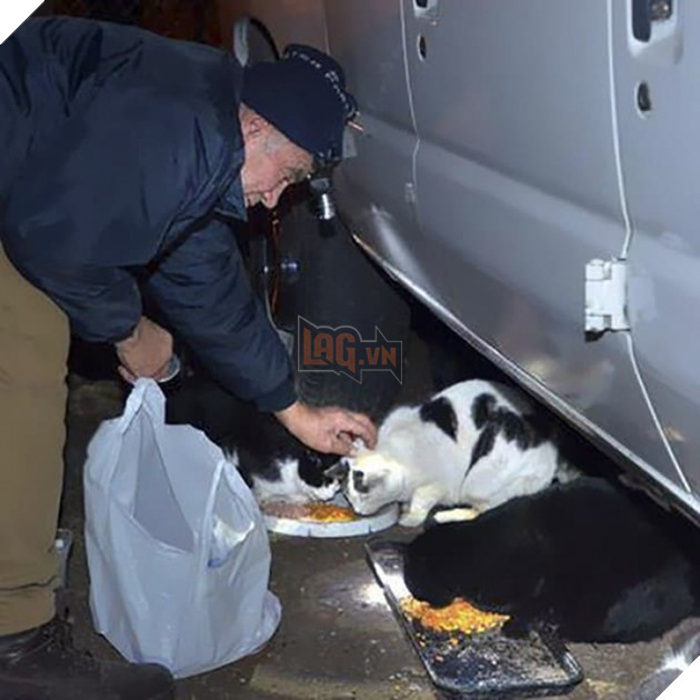 Ấm lòng người cựu chiến binh chăm sóc lũ mèo hoang suốt hơn 2 thập kỷ