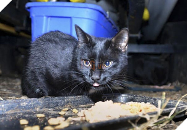 Ấm lòng người cựu chiến binh chăm sóc lũ mèo hoang suốt hơn 2 thập kỷ 4