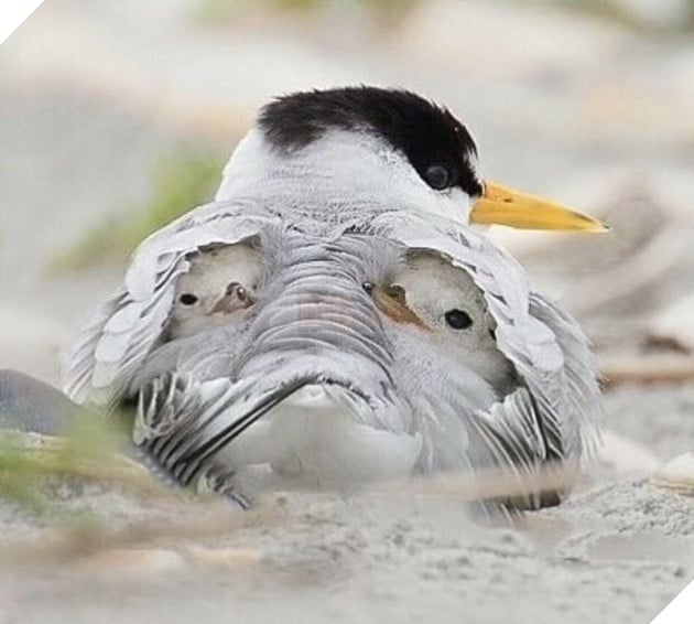 Tổng hợp những hình ảnh yêu thương tình mẹ con giữa các loài động vật khiến bạn cảm thấy ấm lòng