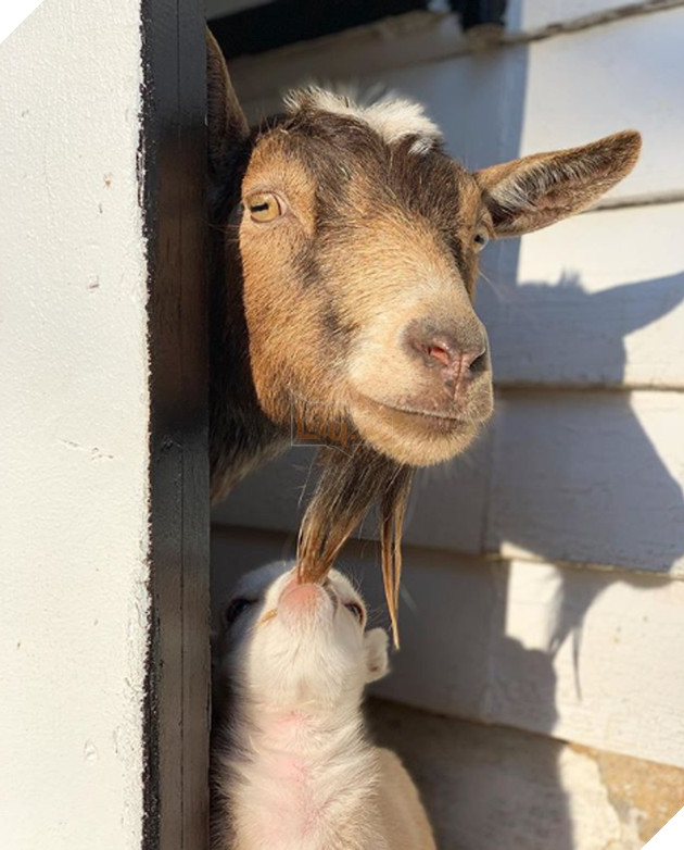 Tổng hợp những hình ảnh yêu thương tình mẹ con giữa các loài động vật khiến bạn cảm thấy ấm lòng 10