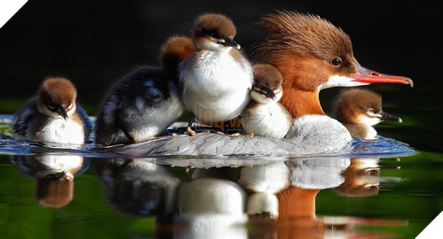 Tổng hợp những hình ảnh yêu thương tình mẹ con giữa các loài động vật khiến bạn cảm thấy ấm lòng 11