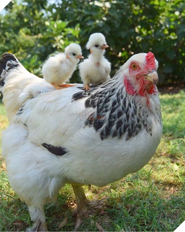 Tổng hợp những hình ảnh yêu thương tình mẹ con giữa các loài động vật khiến bạn cảm thấy ấm lòng 13