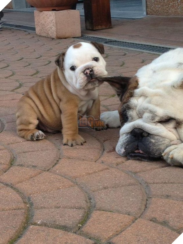 Tổng hợp những hình ảnh yêu thương tình mẹ con giữa các loài động vật khiến bạn cảm thấy ấm lòng 14