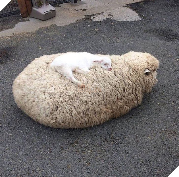 Tổng hợp những hình ảnh yêu thương tình mẹ con giữa các loài động vật khiến bạn cảm thấy ấm lòng 15