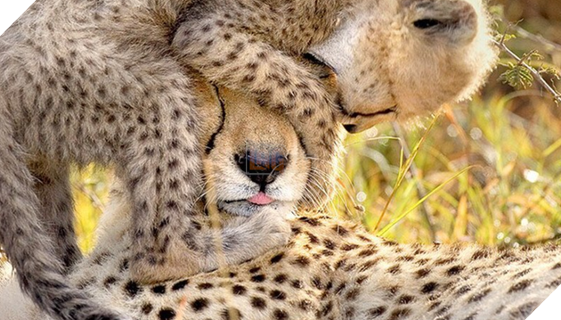 Tổng hợp những hình ảnh yêu thương tình mẹ con giữa các loài động vật khiến bạn cảm thấy ấm lòng 16