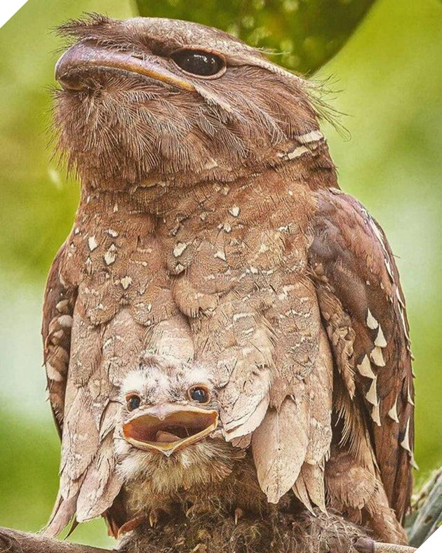 Tổng hợp những hình ảnh yêu thương tình mẹ con giữa các loài động vật khiến bạn cảm thấy ấm lòng 17