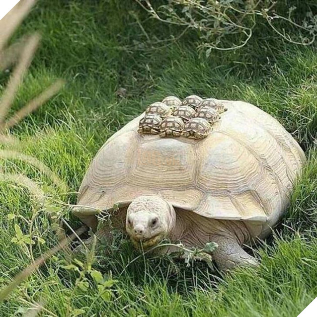 Tổng hợp những hình ảnh yêu thương tình mẹ con giữa các loài động vật khiến bạn cảm thấy ấm lòng 18