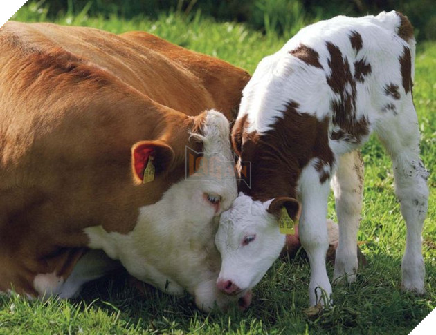 Tổng hợp những hình ảnh yêu thương tình mẹ con giữa các loài động vật khiến bạn cảm thấy ấm lòng 19