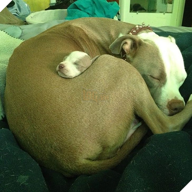 Tổng hợp những hình ảnh yêu thương tình mẹ con giữa các loài động vật khiến bạn cảm thấy ấm lòng 2