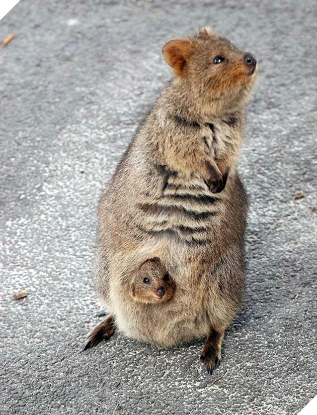 Tổng hợp những hình ảnh yêu thương tình mẹ con giữa các loài động vật khiến bạn cảm thấy ấm lòng 20