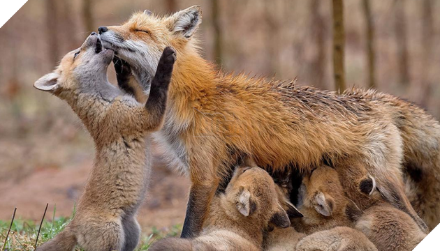 Tổng hợp những hình ảnh yêu thương tình mẹ con giữa các loài động vật khiến bạn cảm thấy ấm lòng 3