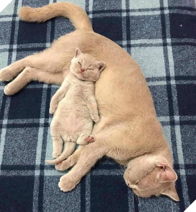 Tổng hợp những hình ảnh yêu thương tình mẹ con giữa các loài động vật khiến bạn cảm thấy ấm lòng 4