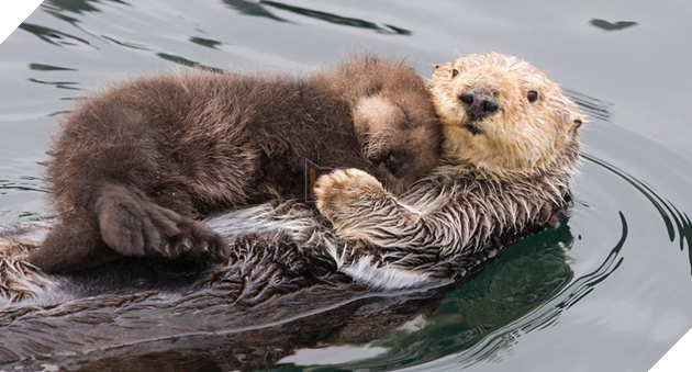 Tổng hợp những hình ảnh yêu thương tình mẹ con giữa các loài động vật khiến bạn cảm thấy ấm lòng 5