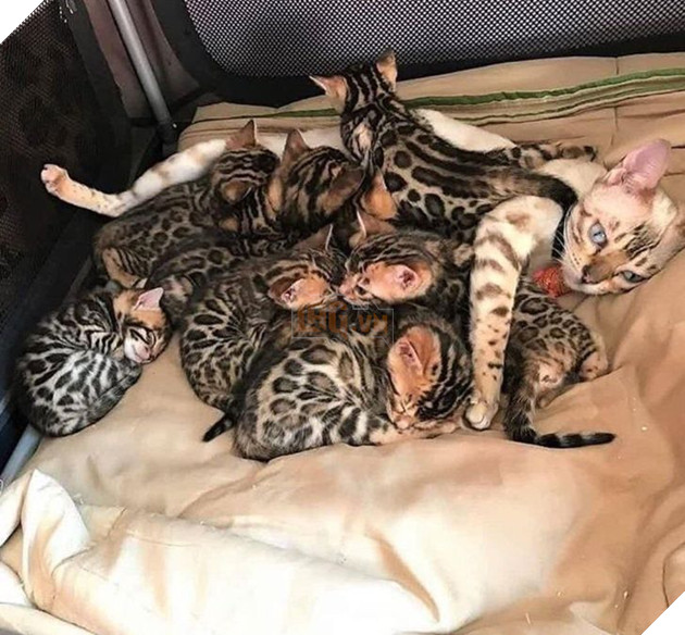 Tổng hợp những hình ảnh yêu thương tình mẹ con giữa các loài động vật khiến bạn cảm thấy ấm lòng 6