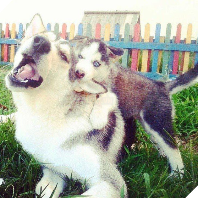 Tổng hợp những hình ảnh yêu thương tình mẹ con giữa các loài động vật khiến bạn cảm thấy ấm lòng 7