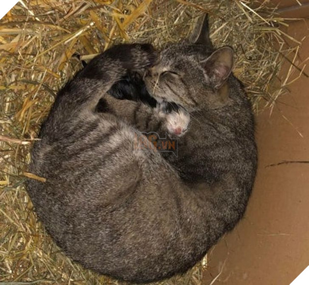 Tổng hợp những hình ảnh yêu thương tình mẹ con giữa các loài động vật khiến bạn cảm thấy ấm lòng 8