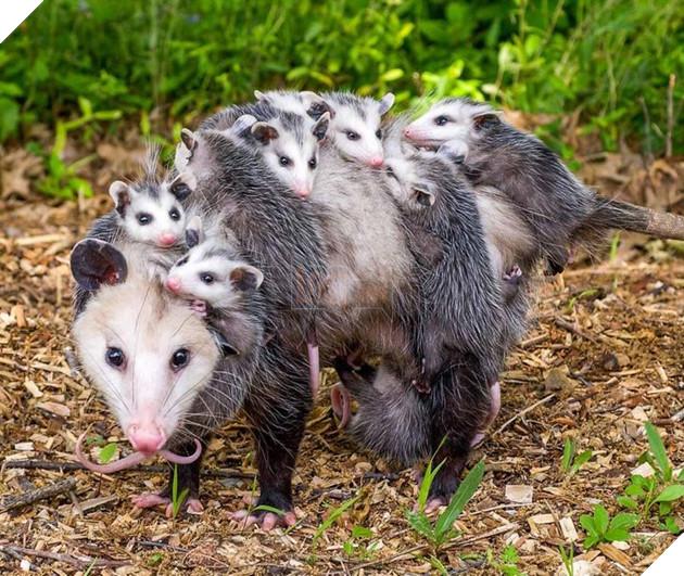 Tổng hợp những hình ảnh yêu thương tình mẹ con giữa các loài động vật khiến bạn cảm thấy ấm lòng 9