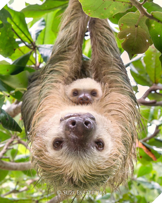 Tổng hợp những hình ảnh yêu thương tình mẹ con giữa các loài động vật khiến bạn cảm thấy ấm lòng 12