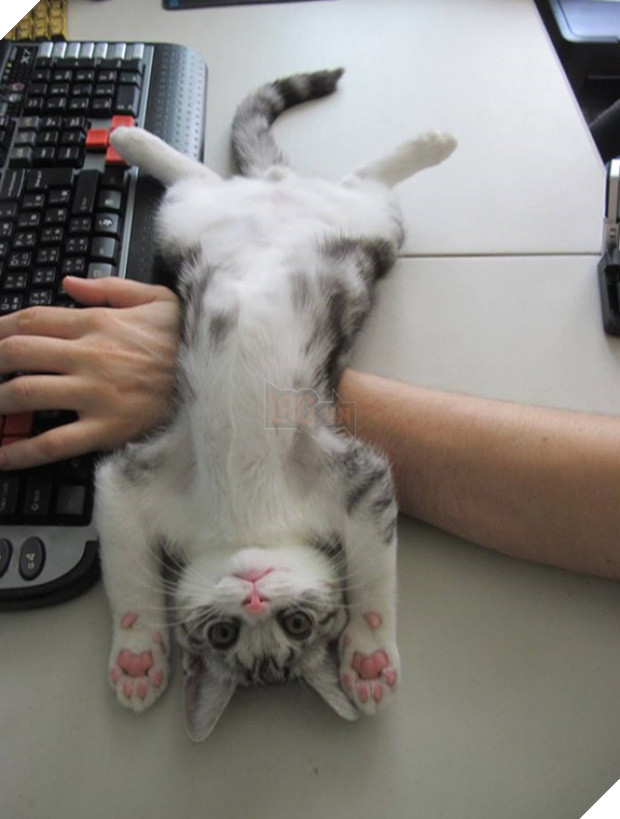 17 minh chứng cho thấy mèo chính là kẻ quấy rầy nhất cái xã hội loài người này