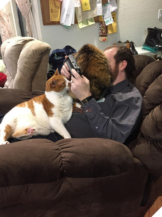 17 minh chứng cho thấy mèo chính là kẻ quấy rầy nhất cái xã hội loài người này 4