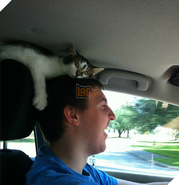 17 minh chứng cho thấy mèo chính là kẻ quấy rầy nhất cái xã hội loài người này 5