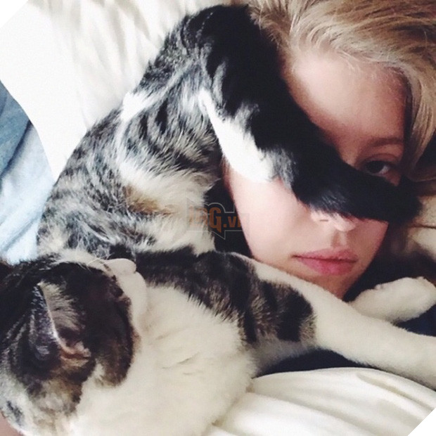 17 minh chứng cho thấy mèo chính là kẻ quấy rầy nhất cái xã hội loài người này 6