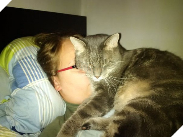 17 minh chứng cho thấy mèo chính là kẻ quấy rầy nhất cái xã hội loài người này 7