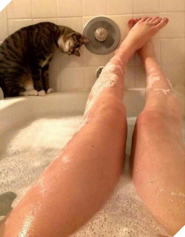 17 minh chứng cho thấy mèo chính là kẻ quấy rầy nhất cái xã hội loài người này 9